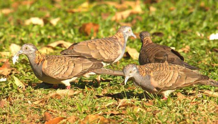 4 bar shouldered doves