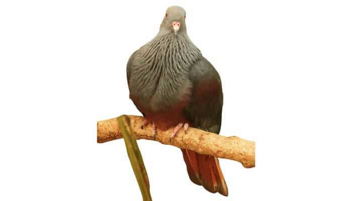Notou - Goliath Imperial Pigeon