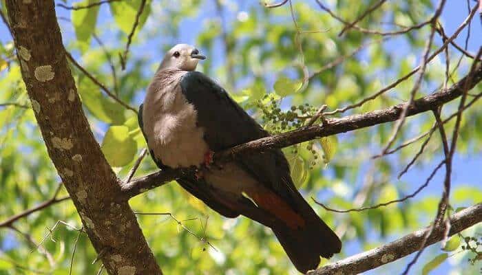 Pacific Imperial-Pigeon