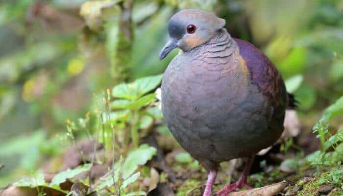 Russet-crowned quail dove