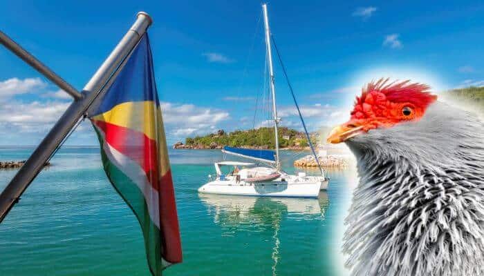 Seychelles blue pigeon with seychelles in the background