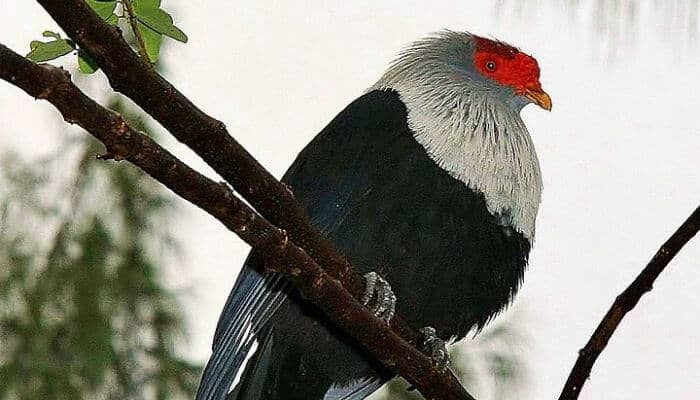 a Seychelles blue pigeon