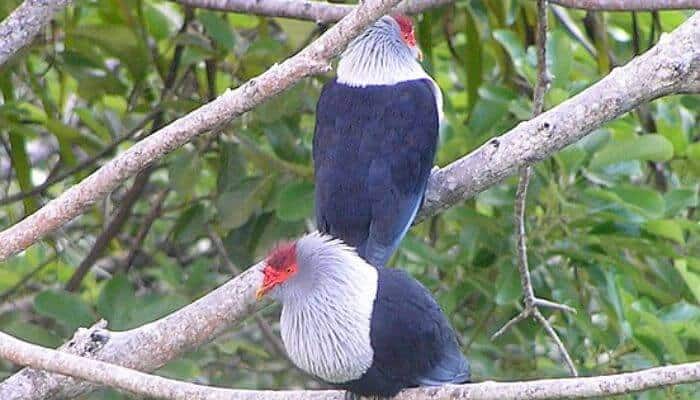 a pair of Seychelles blue pigeons