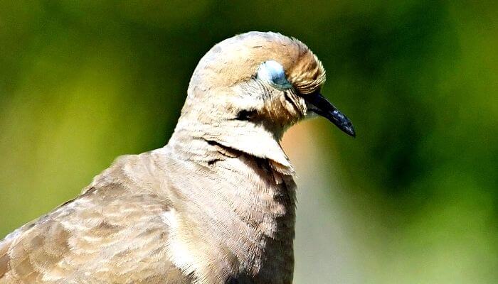 a sleeping mourning dove