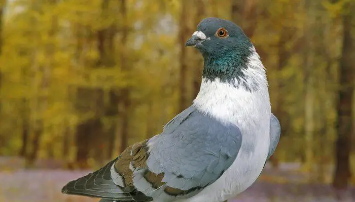 a strasser pigeon