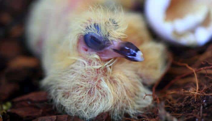 baby pigeon a few hours old