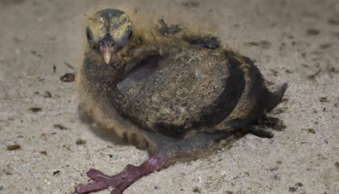 baby pigeon with a splayed leg