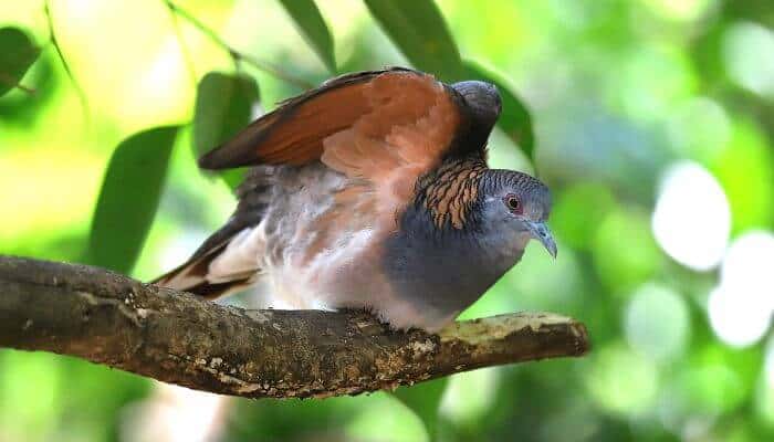bar shouldered dove resting on a branch stretching it's wings