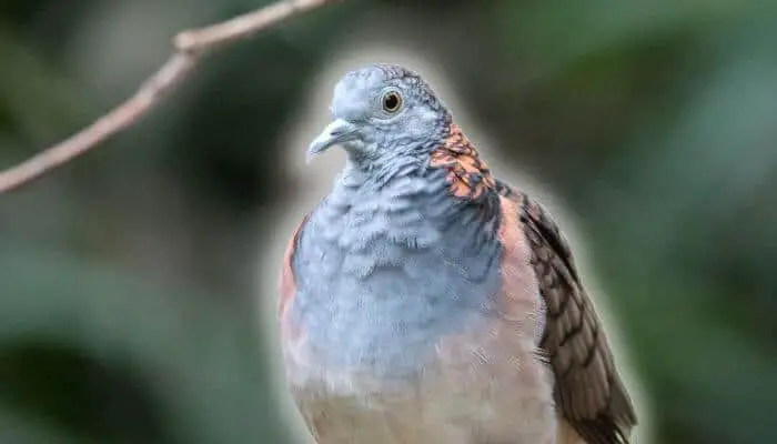 bar shouldered dove