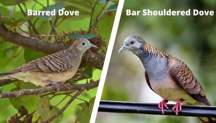 barred dove vs bar shouldered dove