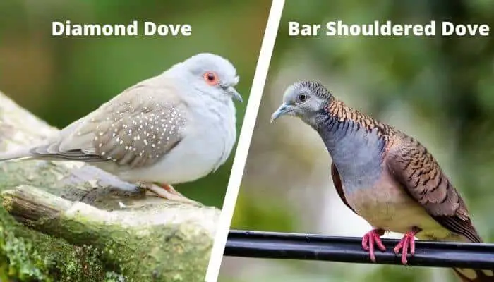 diamond dove vs bar shouldered dove