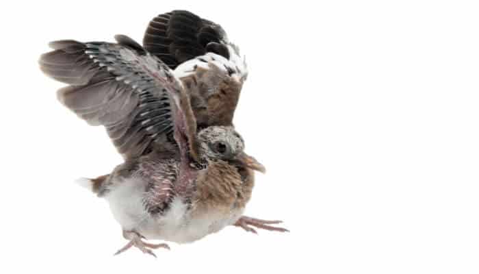 fledgling pigeon flapping its wings