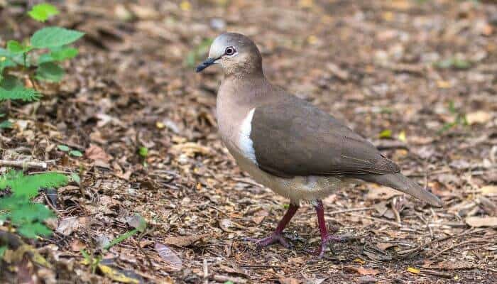 a grenada dove