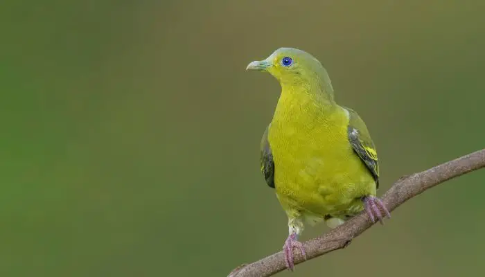 grey fronted green pigeon