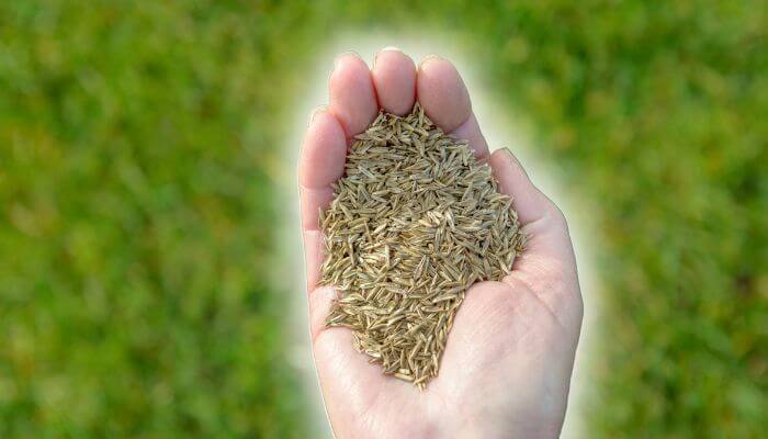 a handful of grass seeds