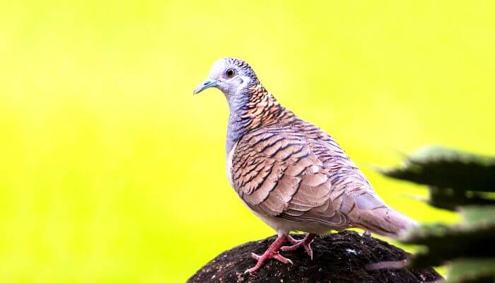 high contrast close up of a bar shouldered dove