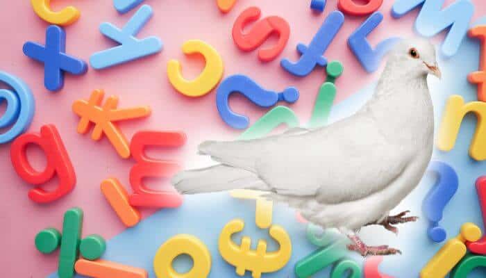 how-do-you-spell-dove-pigeonpedia