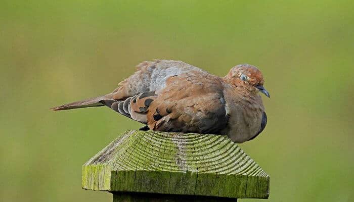 mourning dove roosting on a fence post