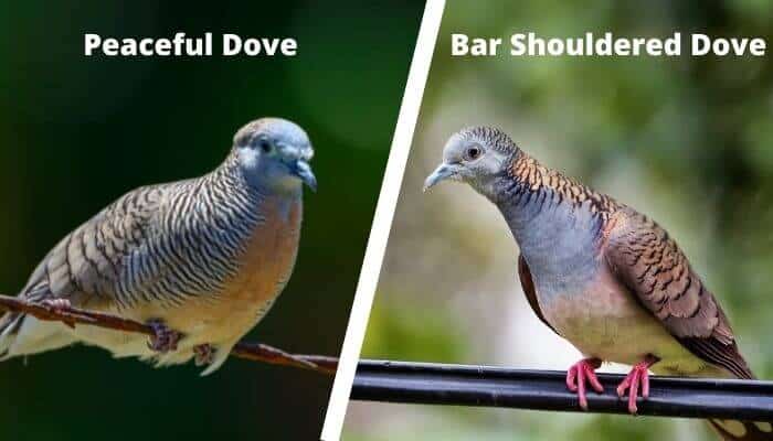 peaceful dove vs bar shouldered dove