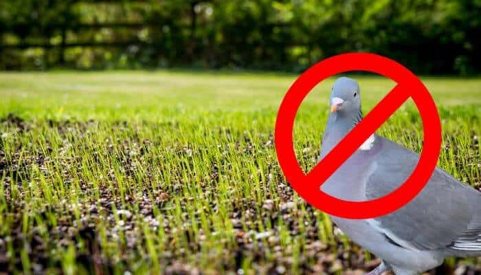 pigeon on newly seeded lawn with stop sign over it