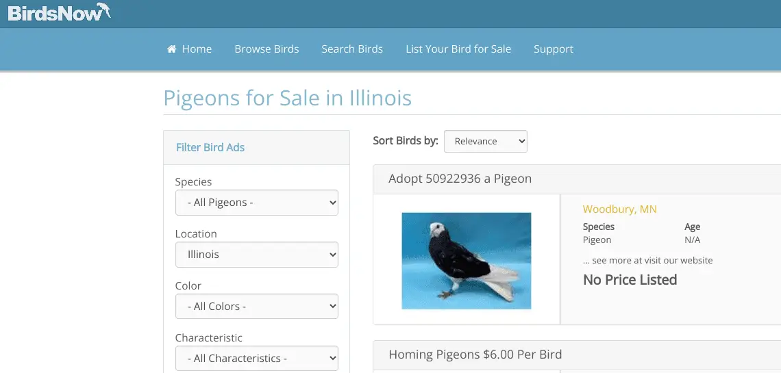 Pigeon for sale near me