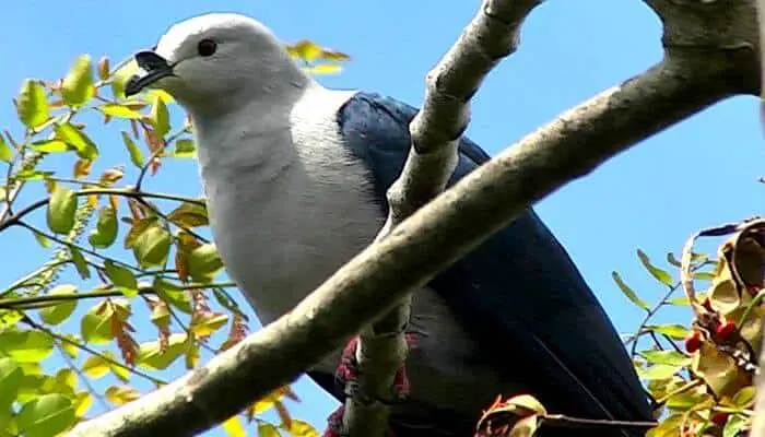 Polynesian Imperial Pigeon: Breed Guide