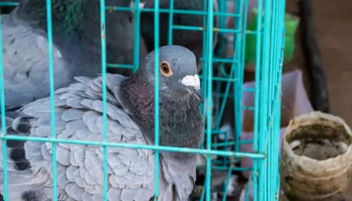 rock pigeon in a cage at a pigeon show