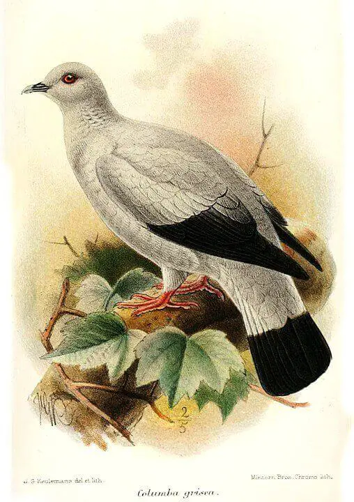 silver pigeon