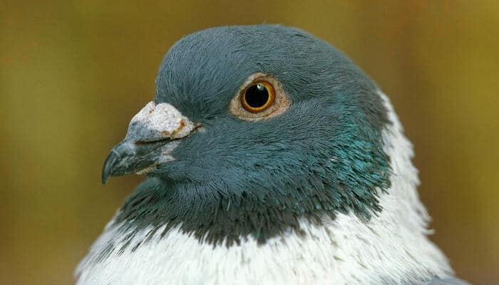 strasser pigeon head close up