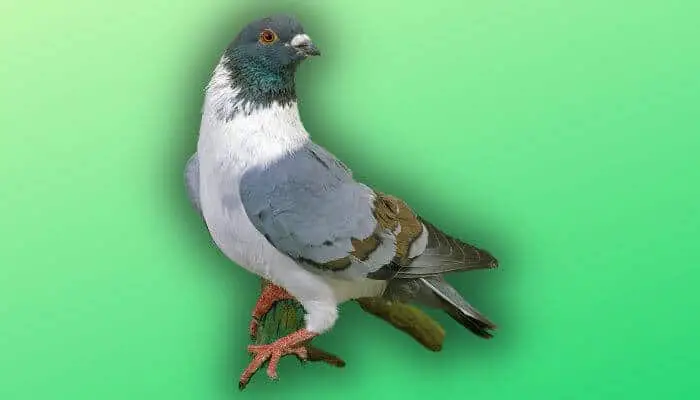 a strasser pigeon on green background