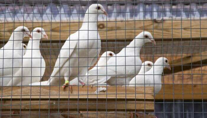 white doves in a pigeon cage