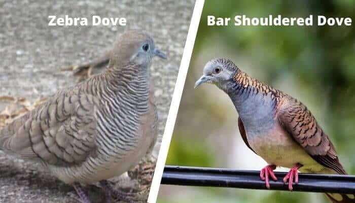 zebra dove vs bar shouldered dove