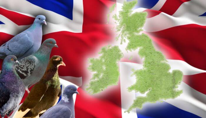 Uk pigeons