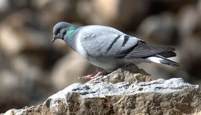a hill pigeon