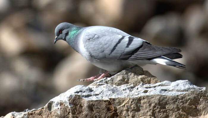 Hill Pigeon: Breed Guide