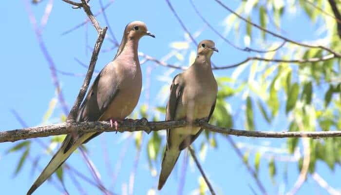 a pair of mourning doves