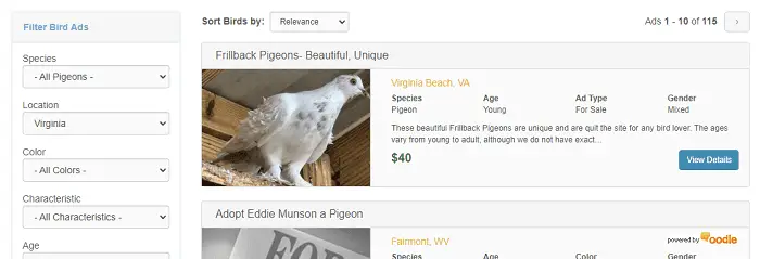 birdsnow-virgina-pigeons