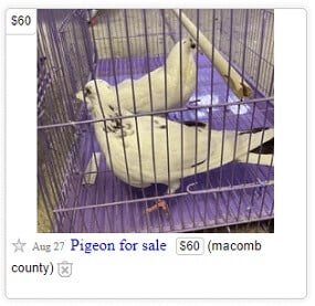 craigslist michigan pigeon