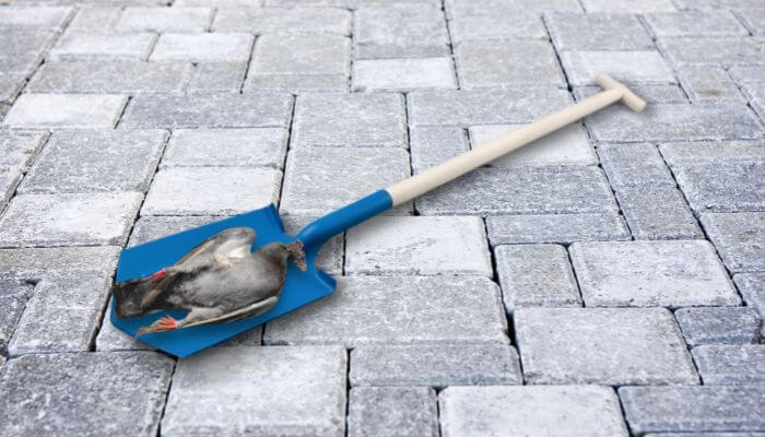 dead pigeon on a shovel