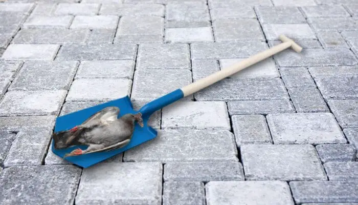 dead pigeon on a shovel