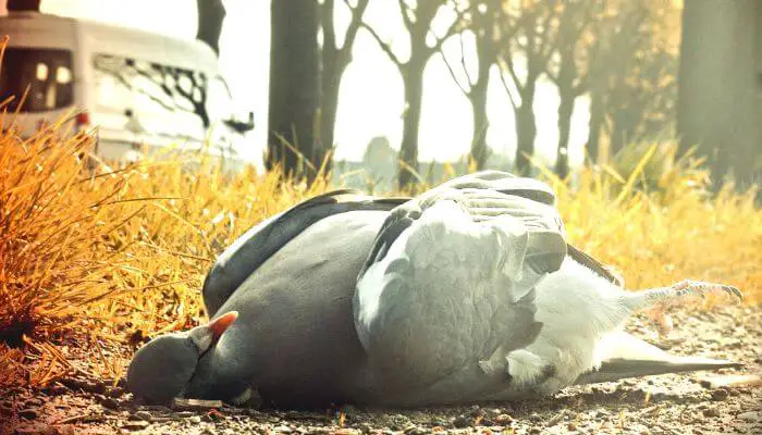 How To Dispose Of A Dead Pigeon: 6 Tips