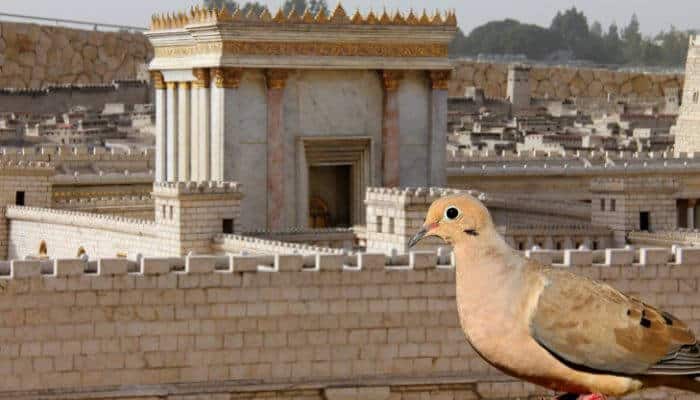 dove outside jerusalem temple