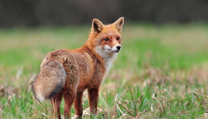 foxes may dig up pigeons if not buried deep enough