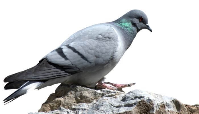 hill pigeon appearance