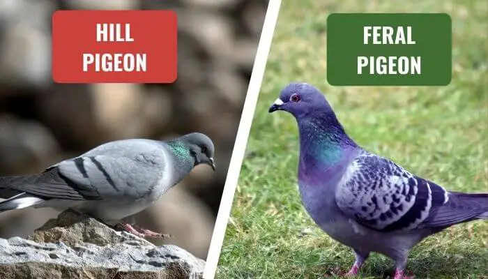 hill pigeon vs feral pigeon