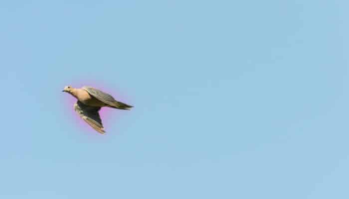 migrating mourning dove