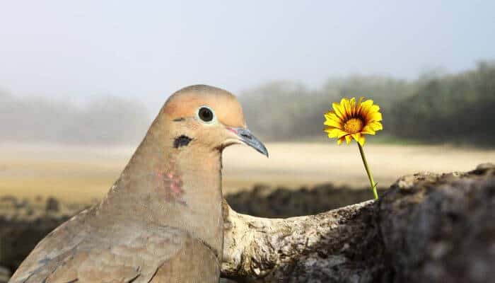 mourning dove as a symbol of hope