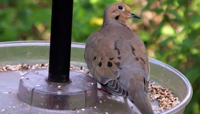 mourning dove eating seeds