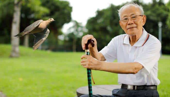 mourning dove flying past old man