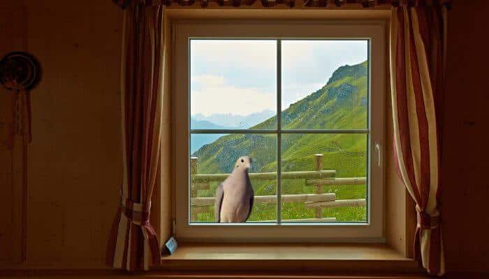 mourning dove looking in through a window